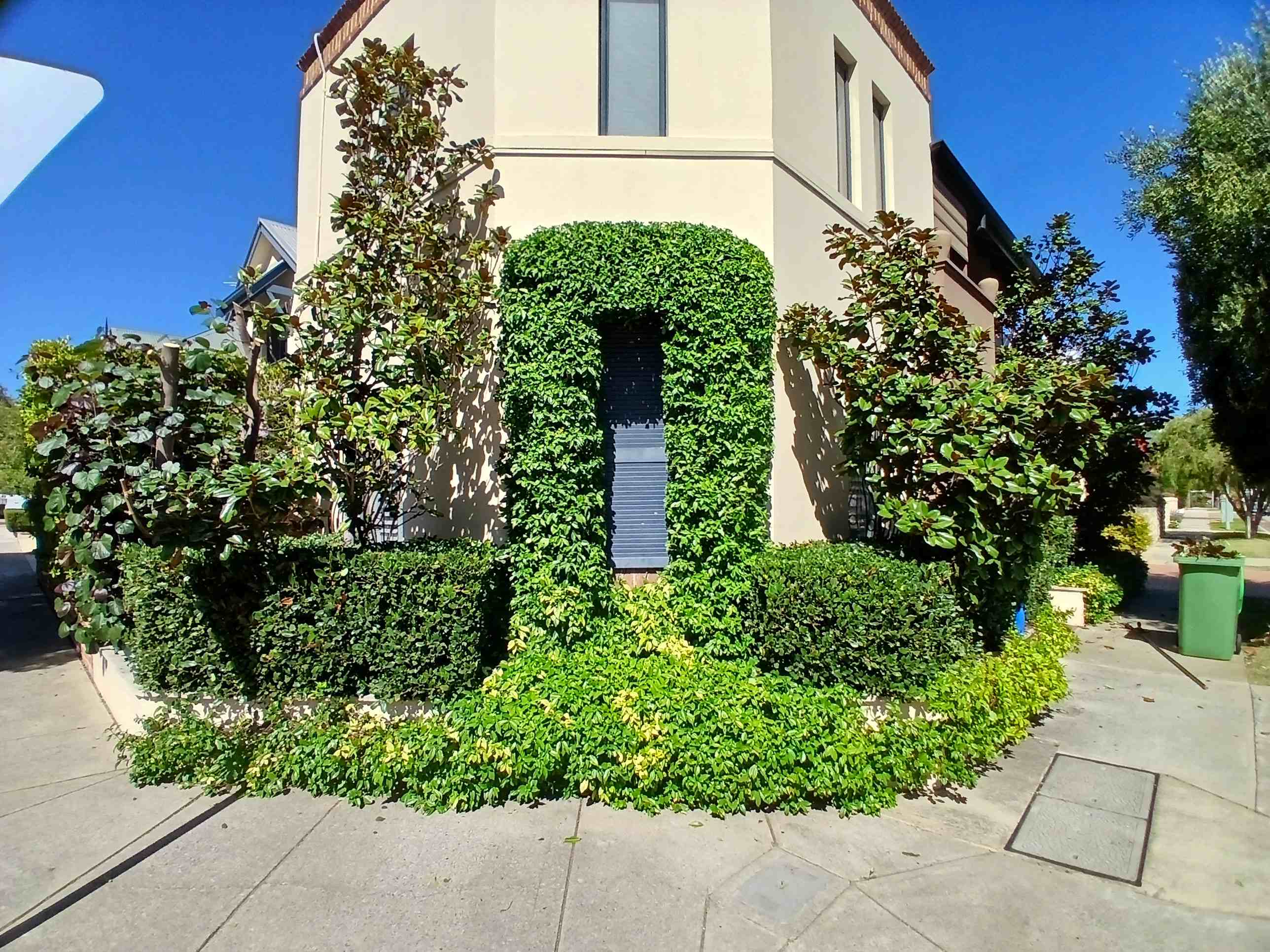 Hedge archway shaped around a window